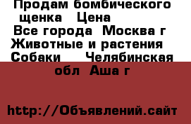 Продам бомбического щенка › Цена ­ 30 000 - Все города, Москва г. Животные и растения » Собаки   . Челябинская обл.,Аша г.